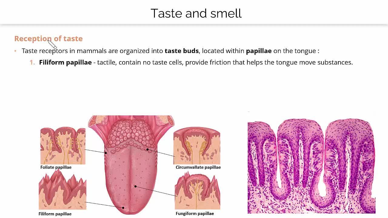 Correctly label the anatomical elements of a taste bud in the diagram.