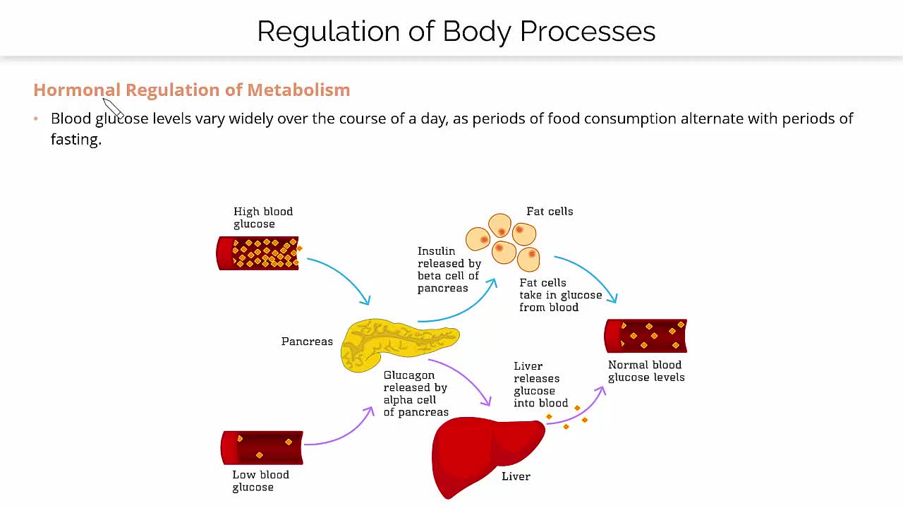 How does glycogen synthase contribute to the regulation of glucose  metabolism in the liver and muscles, particularly in response to hormonal  signals such as insulin and glucagon